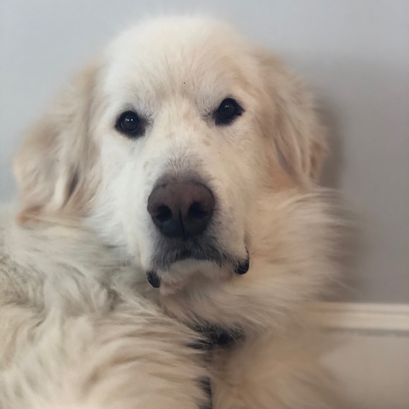 Meet your Posher, Caroljne - Picture 1 of 1